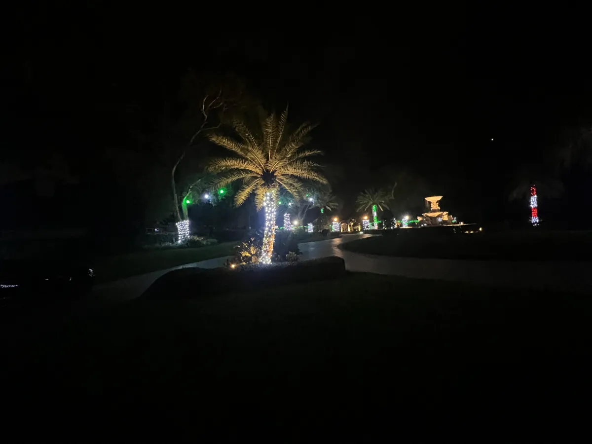 Trees wrapped in holiday lights